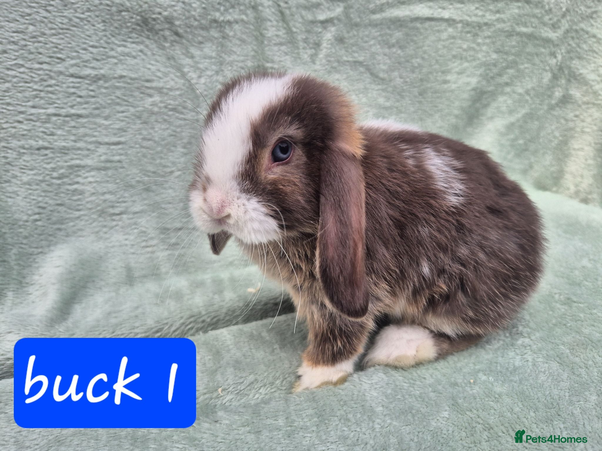 Mini Lop rabbits Gorgeous mini lops ready next week  - Advert 1