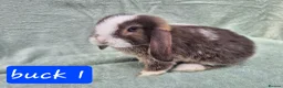 Mini Lop rabbits for sale: Gorgeous mini lops ready next week  - Advert 1