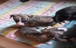 Whippet dogs for sale: Top Class Whippet Puppies bred from Champions - Image 34