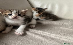 Mixed Breed cats for sale: Mixed kittens for sale  - Image 4