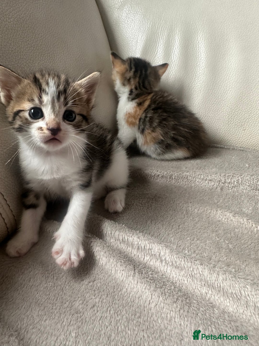 Mixed Breed cats for sale: Mixed kittens for sale  - Image 4