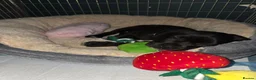 Mixed Breed dogs for sale: Luna Little Legs 6 months  - Advert 9