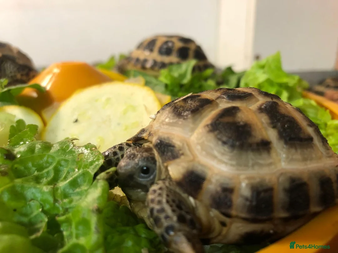 Tortoise reptiles for sale: Horsefield tortoises  - Advert 2