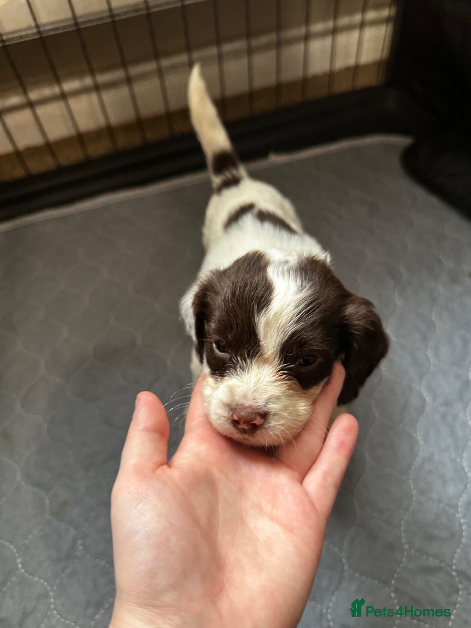 English Springer Spaniel dogs 9 Liver & White Springer Spaniel Puppies  - Advert 6