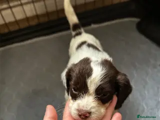 English Springer Spaniel dogs 9 Liver & White Springer Spaniel Puppies - Advert 6