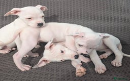 Mixed Breed dogs for adoption: CHASE IS A GORGEOUS AMBULL X PUPPY - Image 5