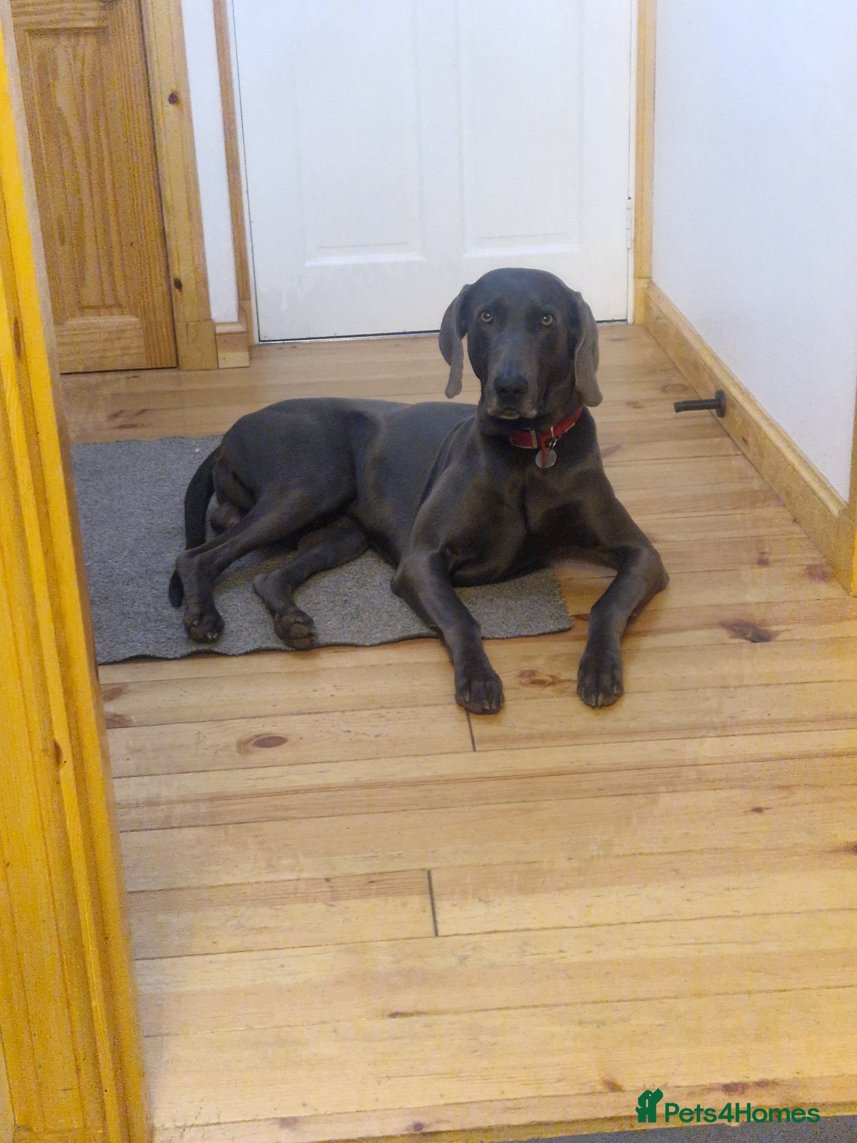 Weimaraner dogs Kc Blue weimaraner  - Advert 1