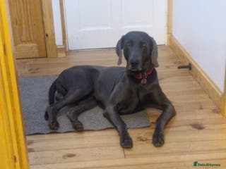 Weimaraner dogs Kc Blue weimaraner - Advert 4