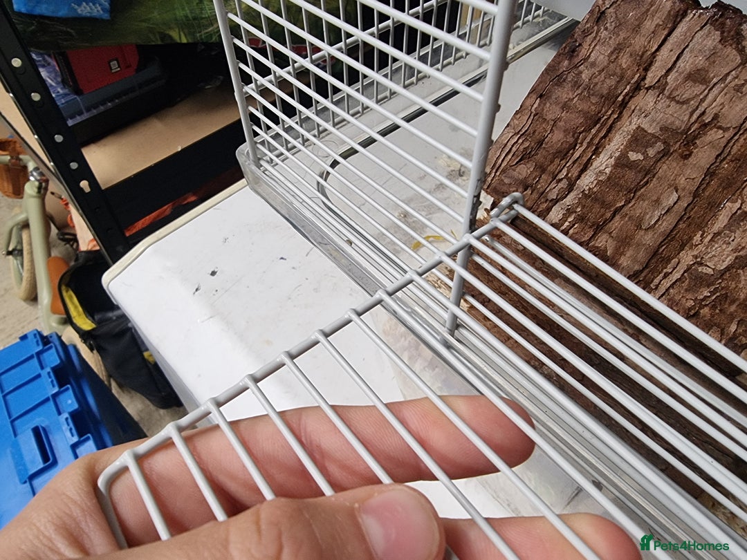 Hamster rodents for sale: Sweet young hamster with large cage&full set up - Image 6