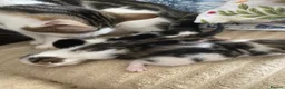 Mixed Breed cats for sale: Kittens in Chester - Advert 2