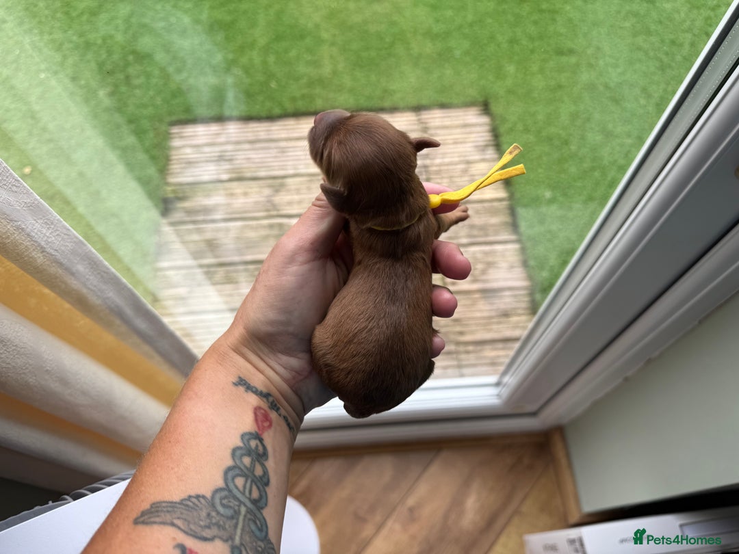 Cockapoo dogs for sale: F2bb Cockapoo Chocolate Merle Puppies  - Image 15