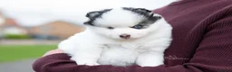 Pomsky dogs for sale: F4 Pomsky females from health tested parents - Advert 4