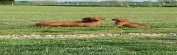 Hungarian Vizsla dogs for sale: KC REG & HEALTH CHECKED PARENTS & PUPS - Advert 10