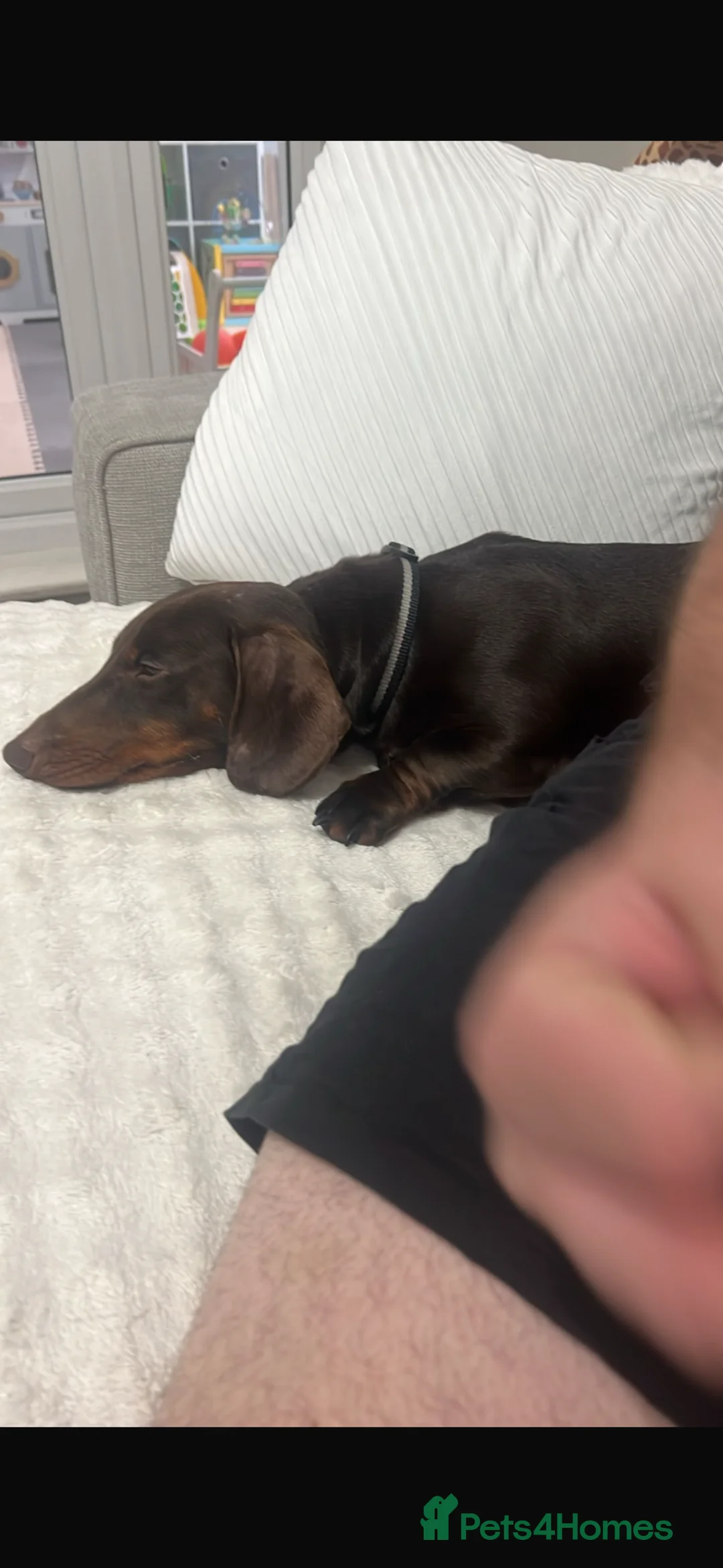 Dachshund dogs for sale: Year old brown dachshund  in Jarrow - Advert 2