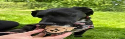 Mixed Breed dogs for adoption: Meet Josephine, currently residing in Sheffield  - Advert 5