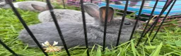 Netherland Dwarf rabbits for sale: Adorable Baby Netherland Dwarf Rabbits - Advert 6