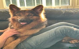 German Shepherd dogs for sale: Pedigree German Shepherd puppies - Image 9
