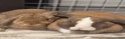 Mini Lop rabbits for sale: 2 Mini Lop Rabbits - 1 year old, bonded Pair  - Advert 11