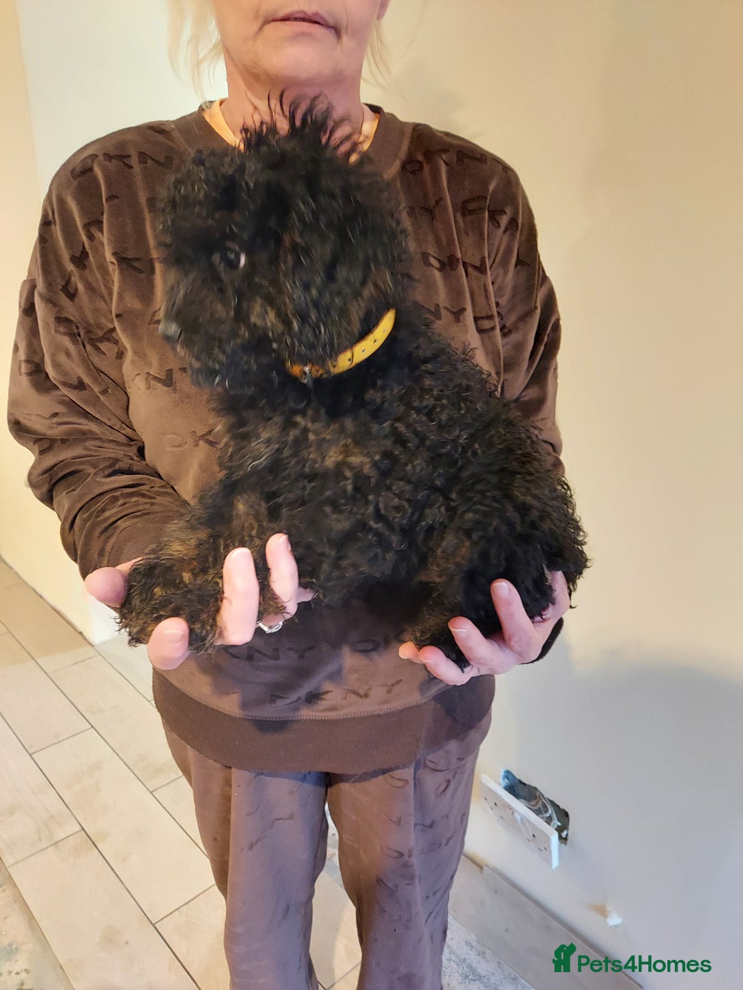 Cockapoo dogs for sale: 🐾 REDUCED Gorgeous Cockapoo Puppies Ready now 🐾  - Image 4