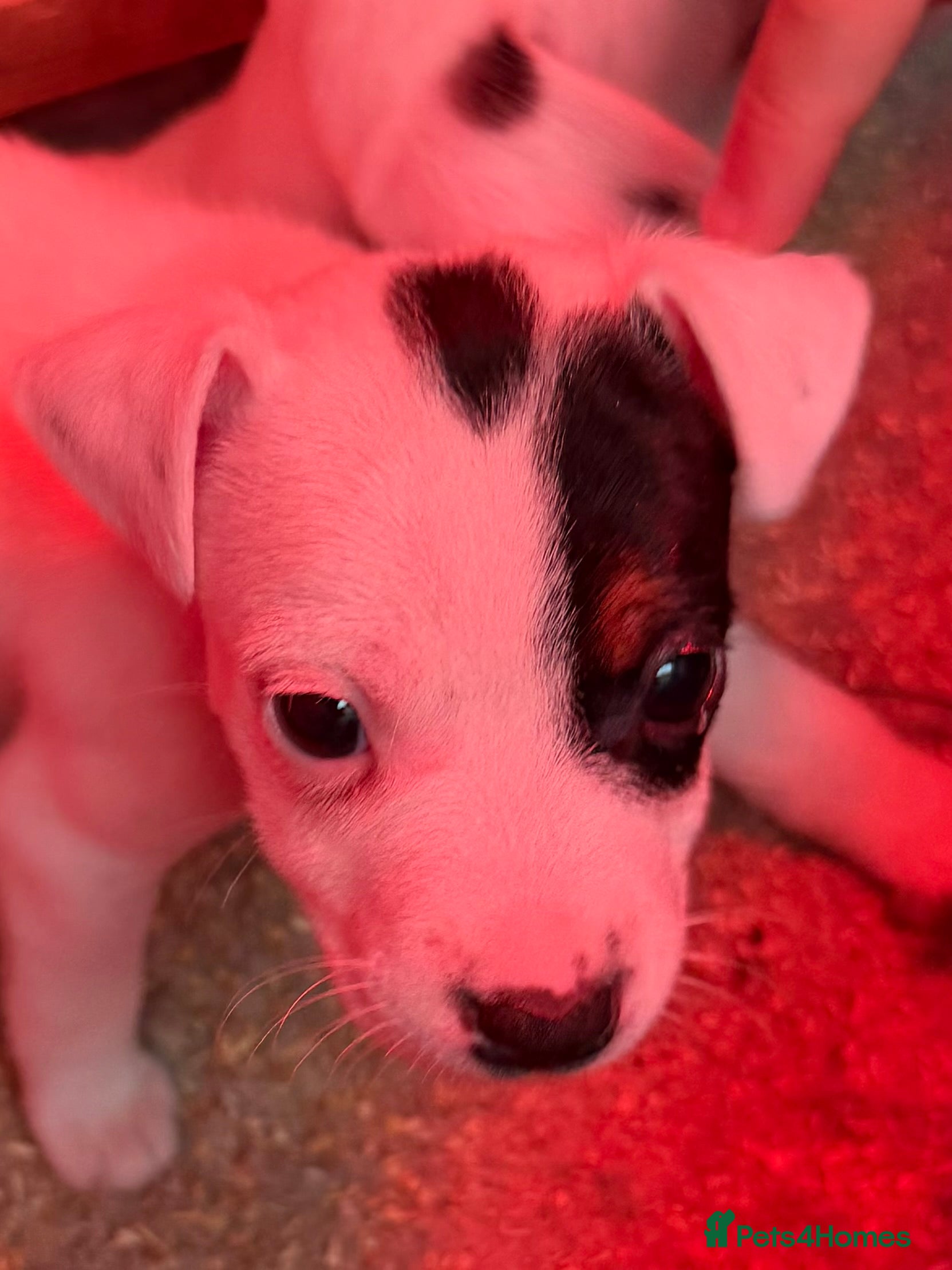 Parson Russell dogs Parson Russell pups for sale  - Advert 2