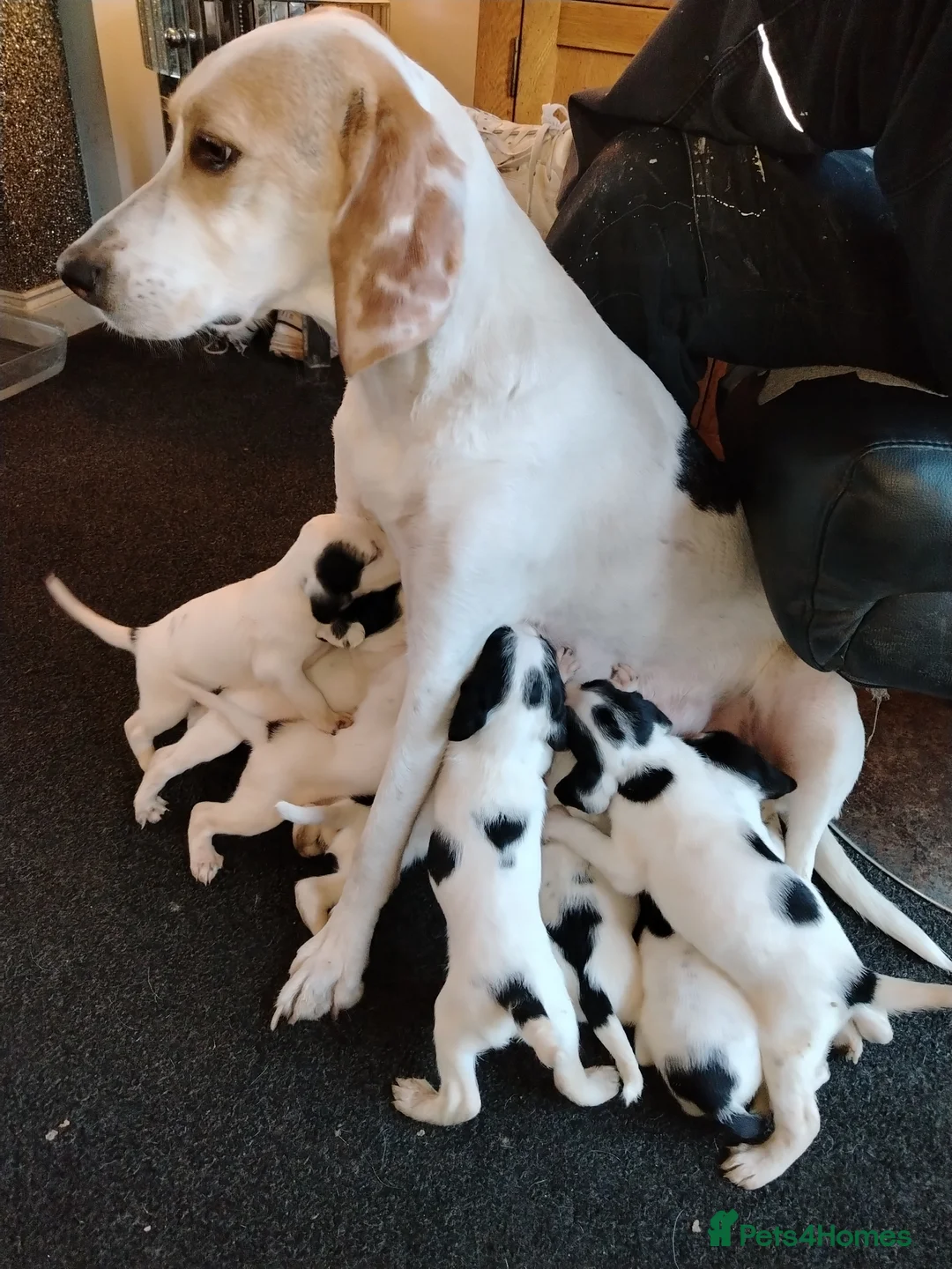 Mixed Breed dogs for sale: Foxhound cross english Springer spaniel  in Barnsley - Advert 1