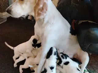 Mixed Breed dogs Foxhound cross english Springer spaniel - Advert 5