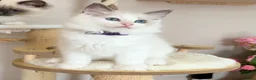 Ragdoll cats for sale: Show quality Ragdoll kittens from champion lines - Advert 19