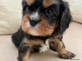 Cavalier King Charles Spaniel dogs Health Tested, beautiful KC Cavalier Puppies. - Advert 14