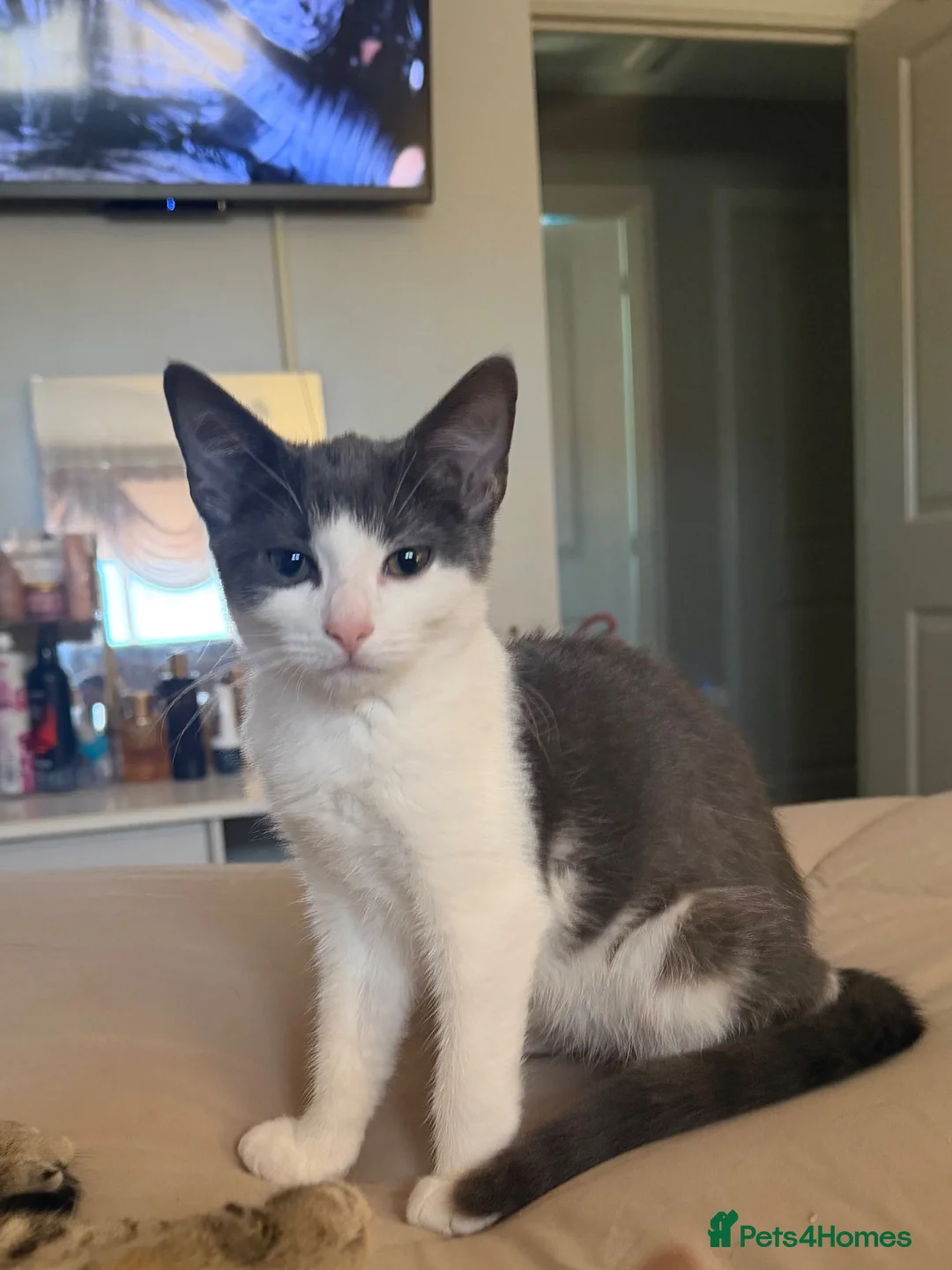 Domestic Shorthair cats for sale: Beautiful female grey & white kitten  in Derby - Advert 2