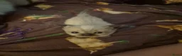 Ragdoll cats for sale: Ragdoll kittens  in Ashton-under-Lyne - Advert 10