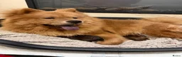 Chow Chow dogs for sale: 🐻 Exceptional KC Registered Chow Chows 🐻 - Advert 3
