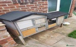 Ferret rodents for sale: Hob ferrets x2 and cage  - Image 2