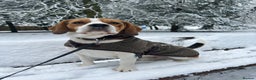 Beagle dogs for stud: Beagle stud tri colour PROVEN 100% success rate  in Preston - Advert 1