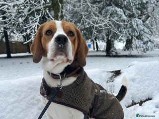 Beagle dogs in Preston - Advert 4