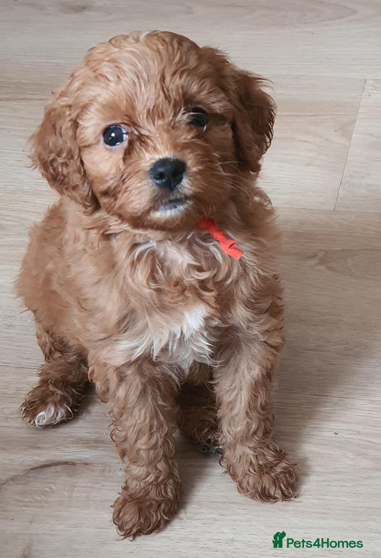 Cavapoochon dogs Small Cavapoochon red puppies - Advert 1