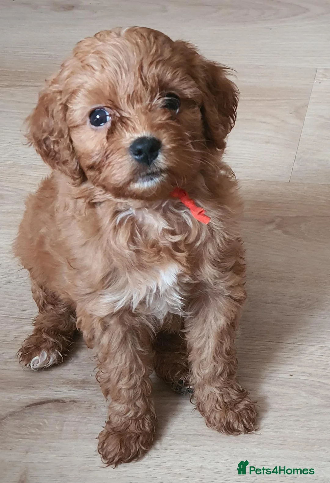 Cavapoochon dogs for sale: Small Cavapoochon red puppies - Advert 1