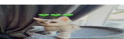 Scottish Fold cats for sale: 💞BEAUTIFUL KITTENS 💞 - Advert 8