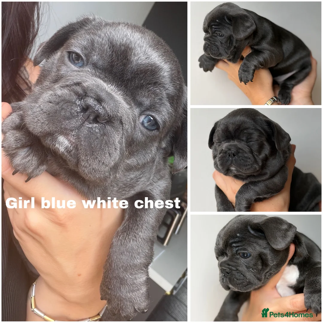 French Bulldog dogs for sale: Kelly - Advert 5
