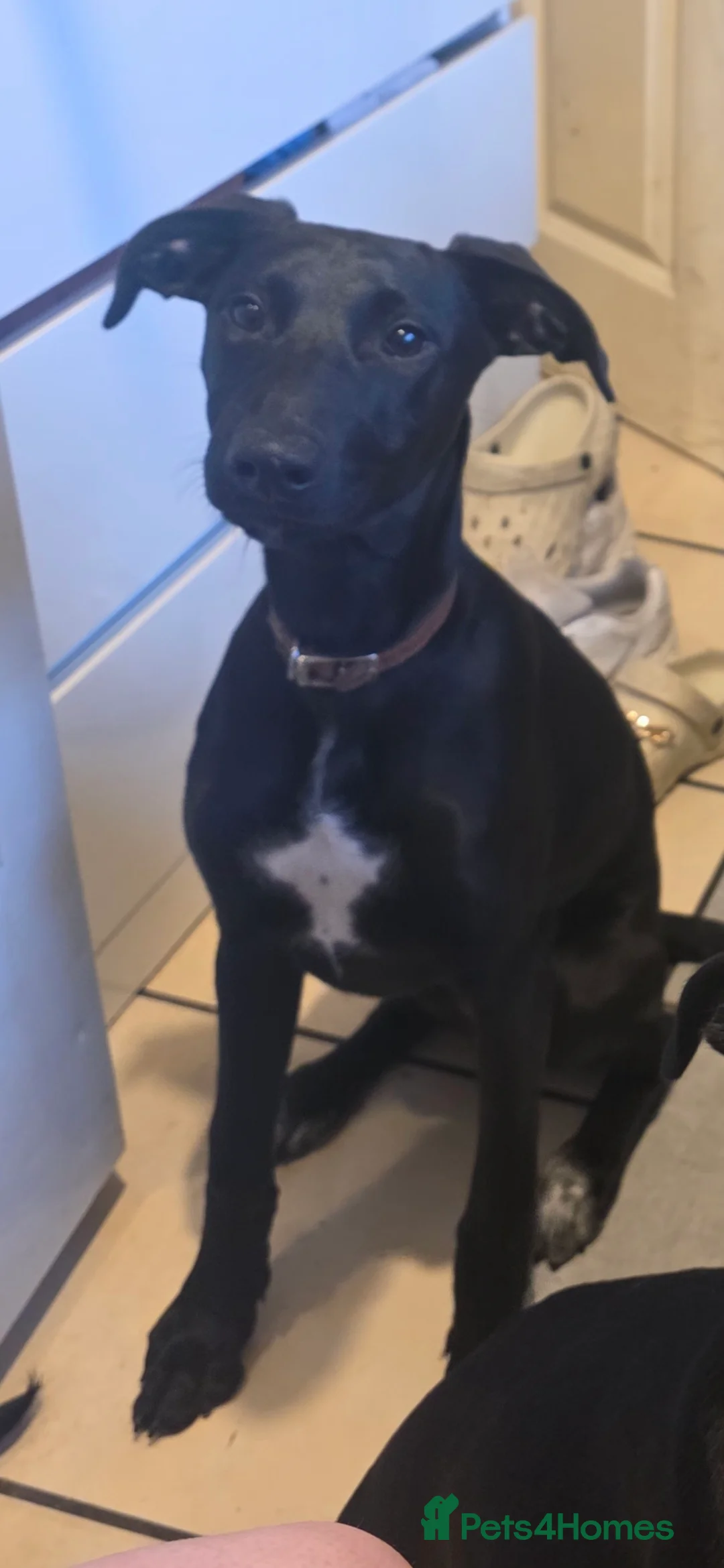 Mixed Breed dogs for sale: 💥 Saluki Bull Grey Puppies 💥 - Advert 2