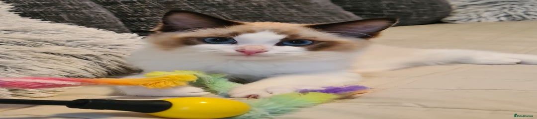Ollie