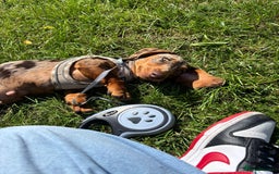 Miniature Dachshund dogs for sale: Miniture dachshund  - Image 2