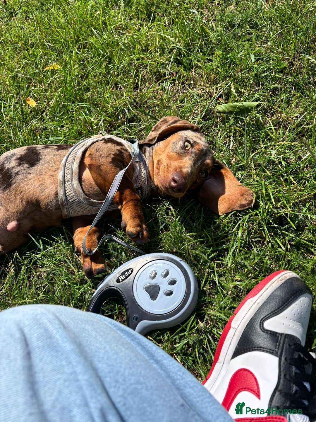 Miniature Dachshund dogs for sale: Miniture dachshund  - Image 2