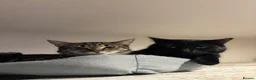 Mixed Breed cats for sale: 🐱 Loving Homes Wanted for Tura & Miko - Advert 5