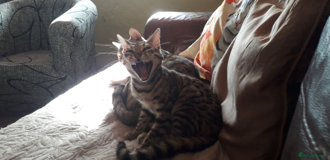 Bengal cats for sale: Beautiful Large & small Bengal kittens  - Advert 16