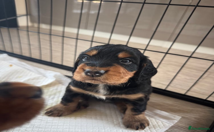 Cocker Spaniel dogs - Advert 7