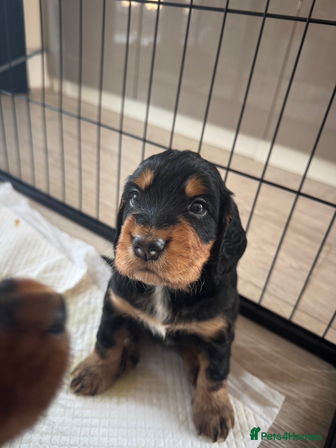 Cocker Spaniel dogs for sale: Working cocker spaniels - Image 1