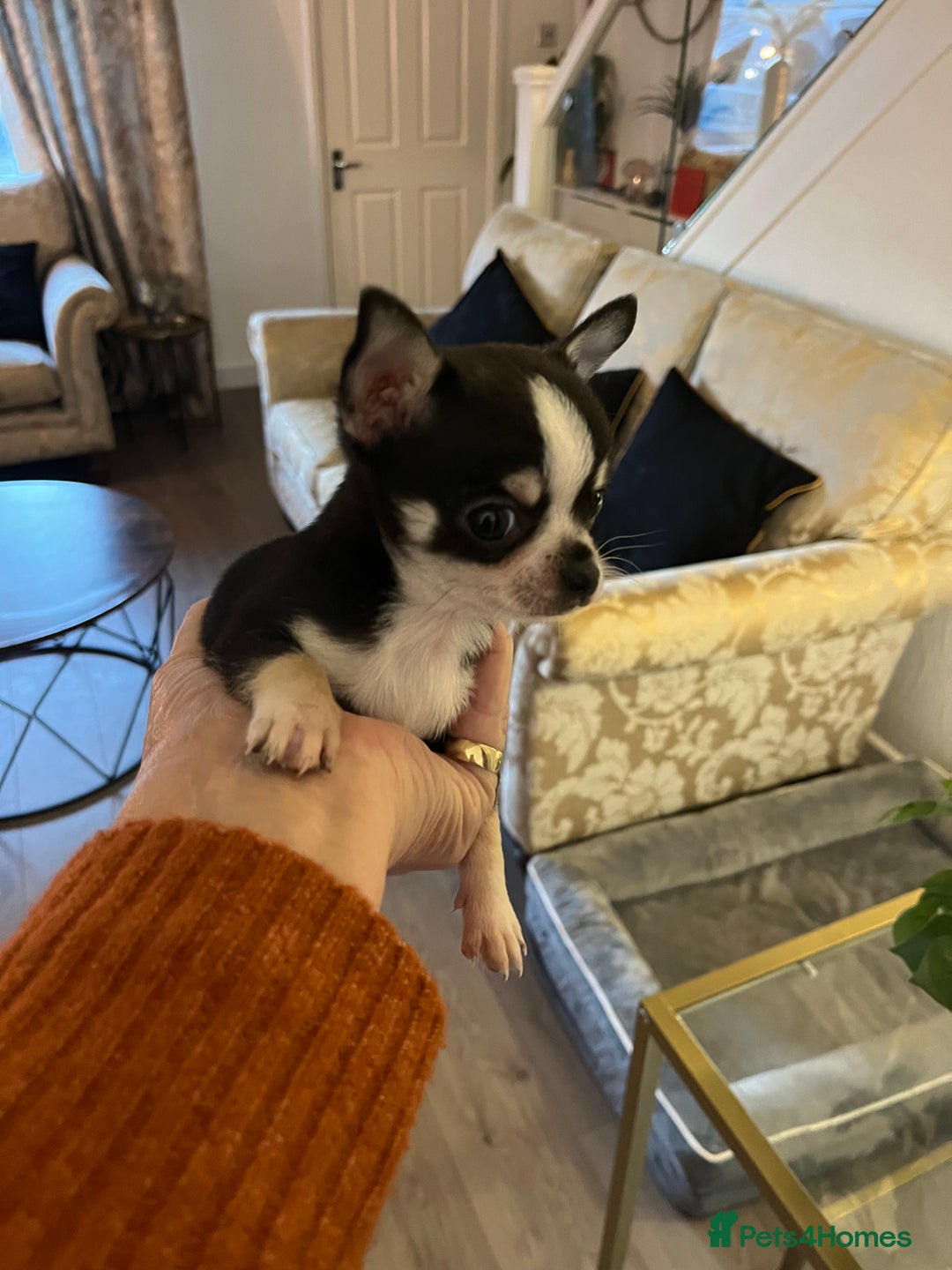 Chihuahua dogs for sale: Tiny chihuahua puppy - Advert 3
