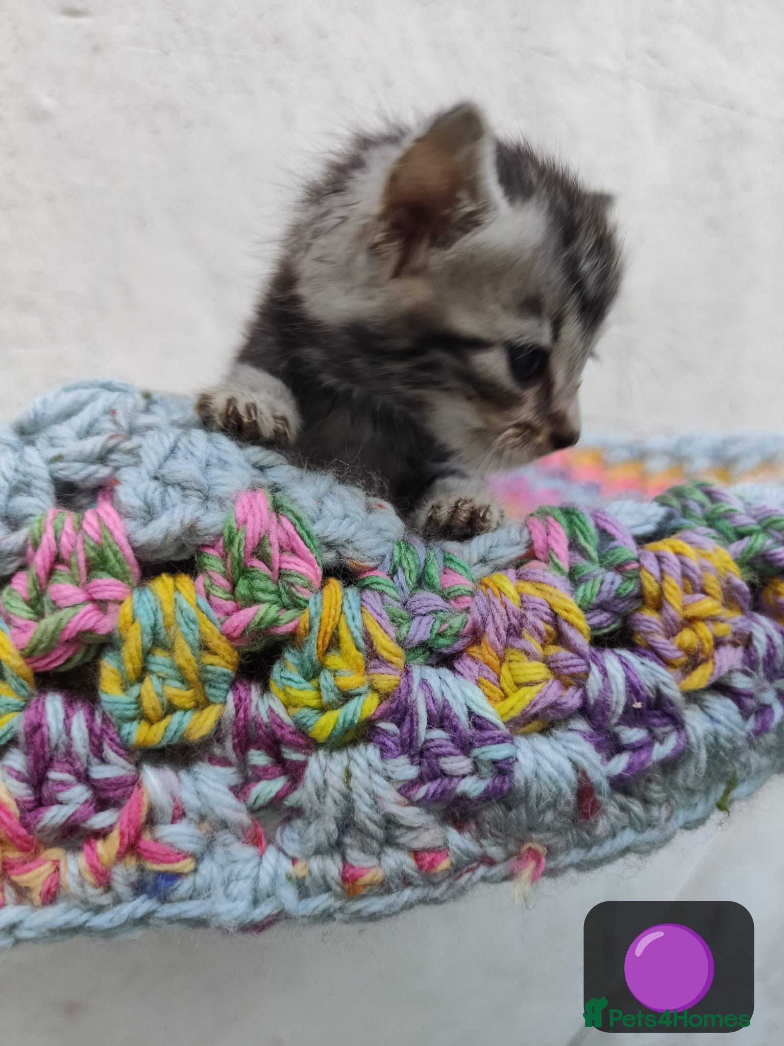 British Longhair cats 🐾 Beautiful Long-Haired Kittens – £350 Each 🐾 - Advert 1