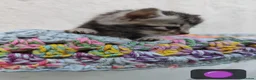 British Longhair cats for sale: 🐾 Beautiful Long-Haired Kittens – £350 Each 🐾 - Advert 1