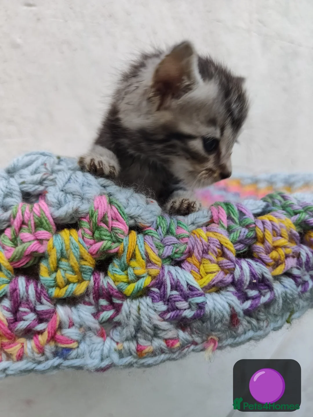 British Longhair cats for sale: 🐾 Beautiful Long-Haired Kittens – £350 Each 🐾 - Advert 1